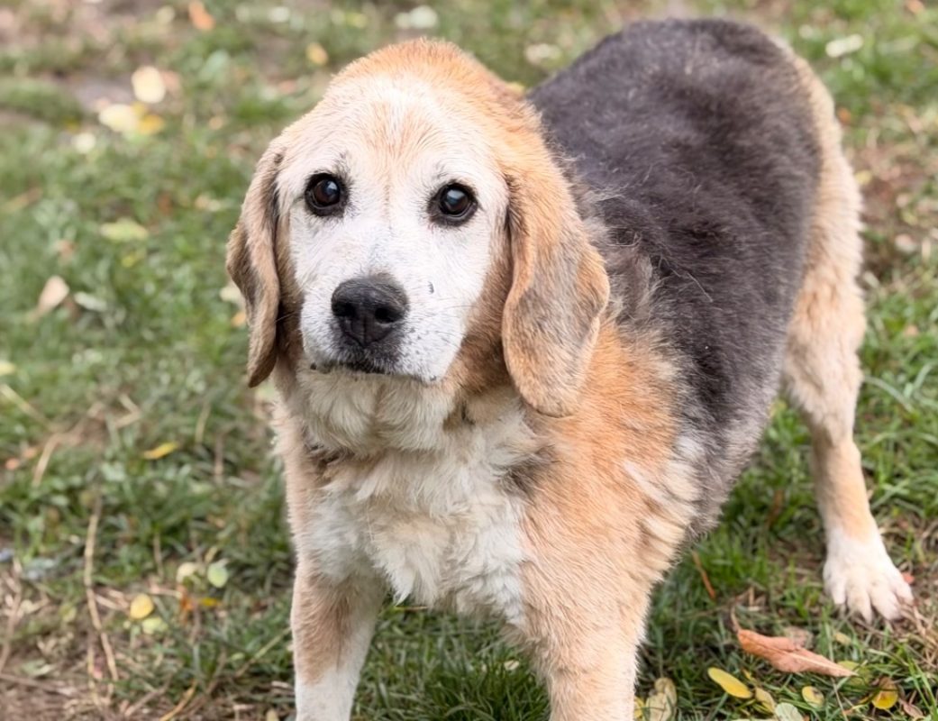 Biscoto - Chien Beagle à adopter