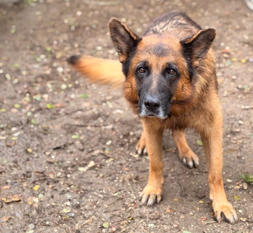 Obi-wan - Chien Berger Allemand à adopter