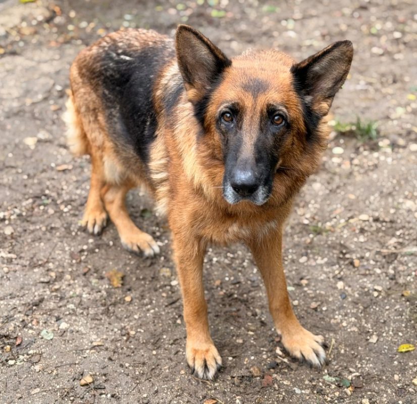 Oupsss - Chien Berger Allemand à adopter