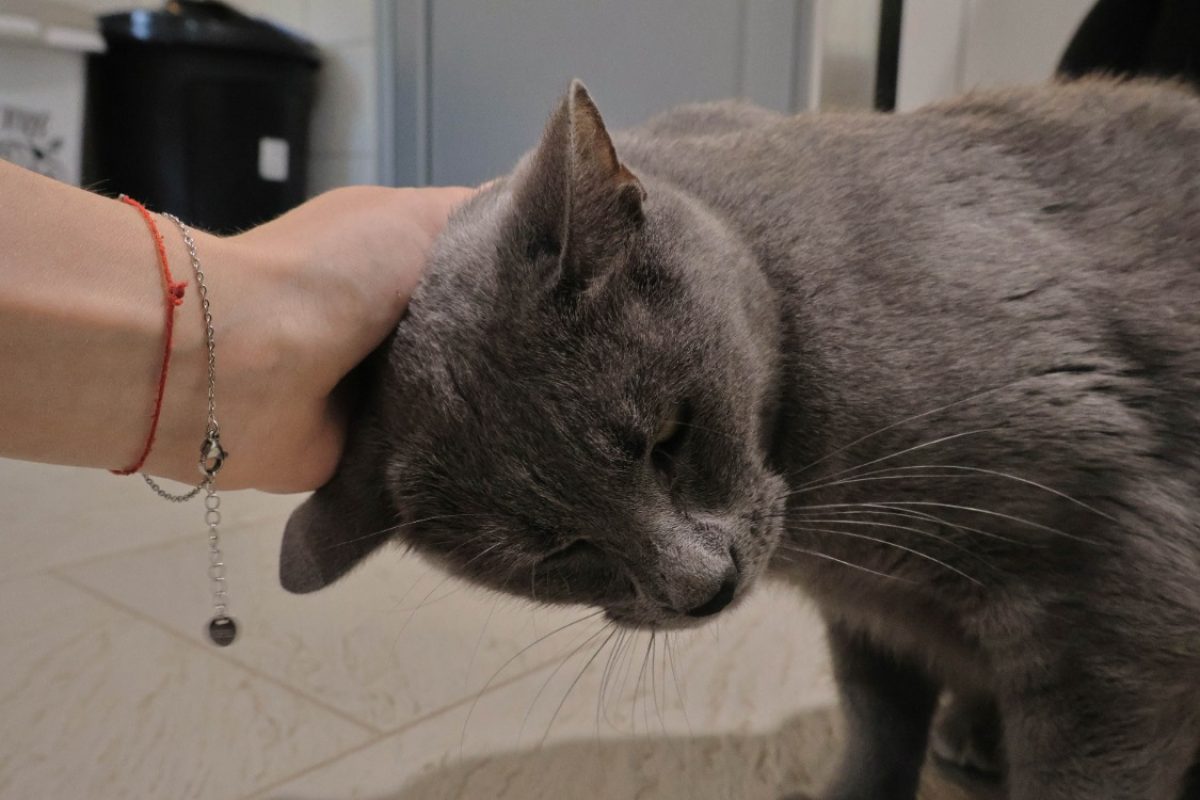 Shado - Chat Européen à adopter - photo 4