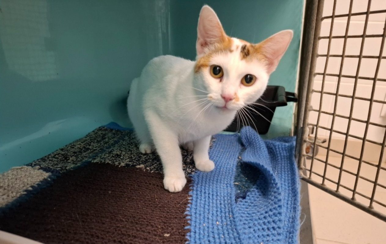 Neige - Chat Européen à adopter