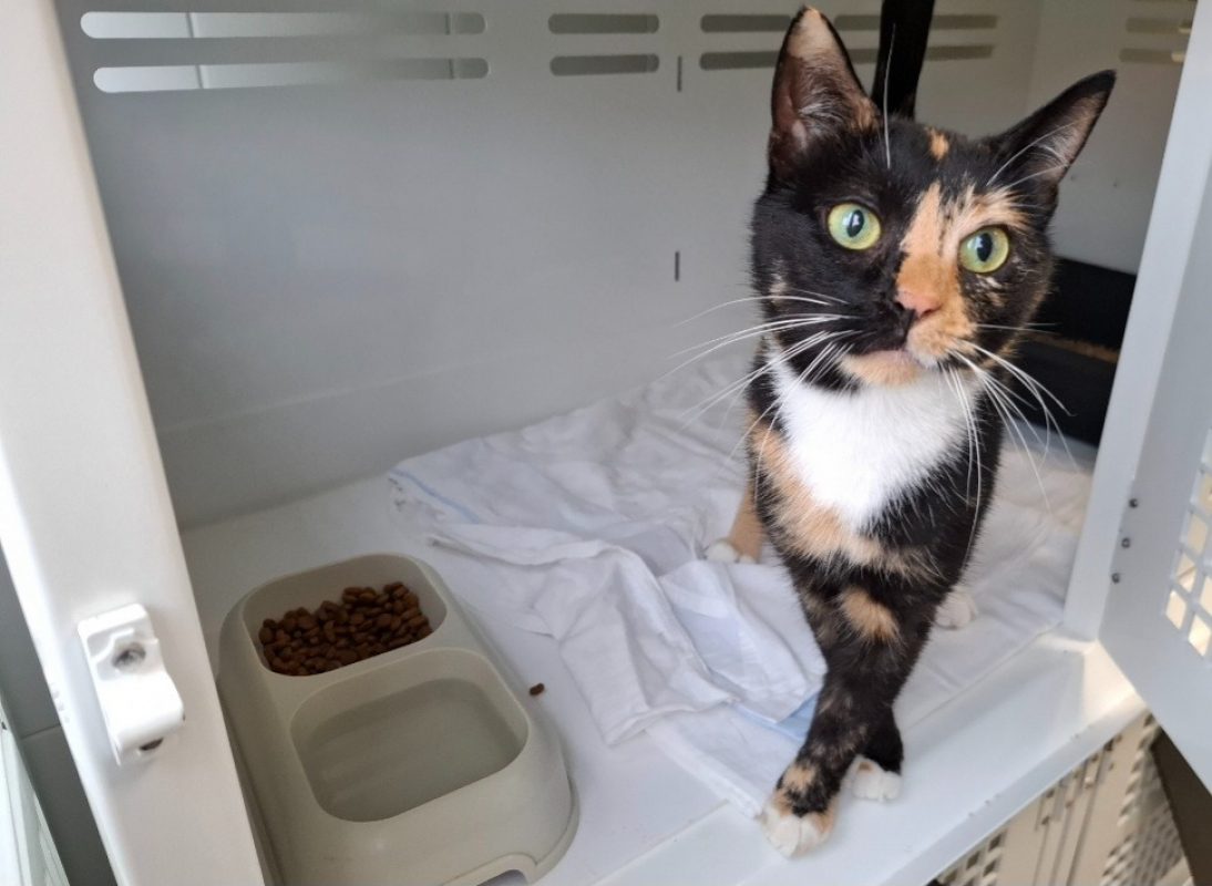 Coockie - Chat Européen à adopter