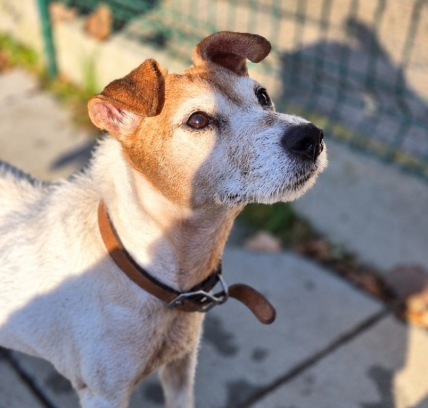 Ianka - Chien à adopter