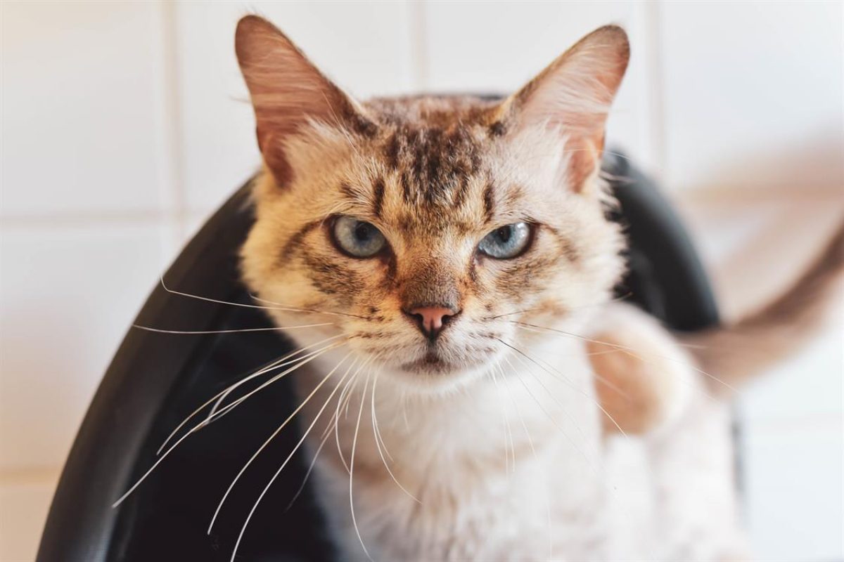 Safari dit oreo - Chat Européen à adopter