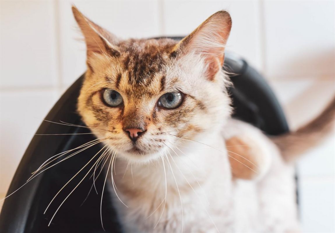 Safari dit oreo - Chat Européen à adopter - photo 2