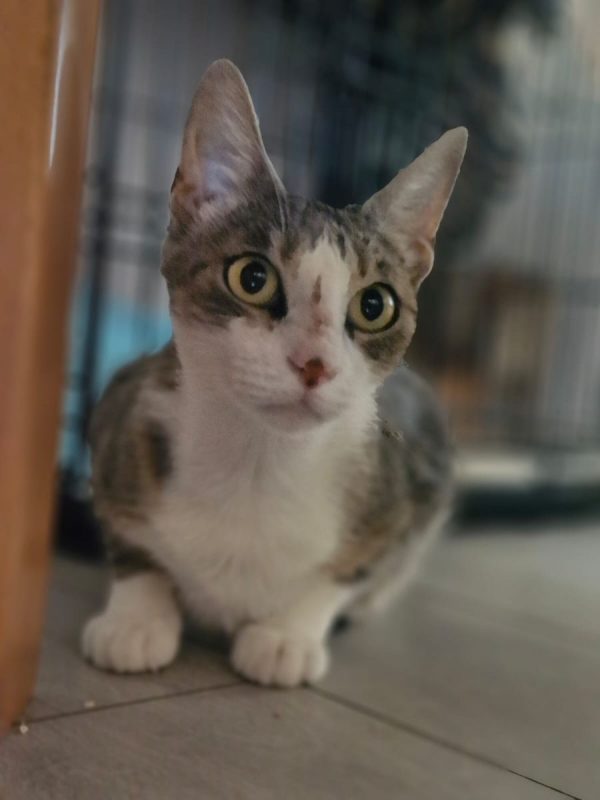 Okasan - Chat Européen à adopter - photo 3