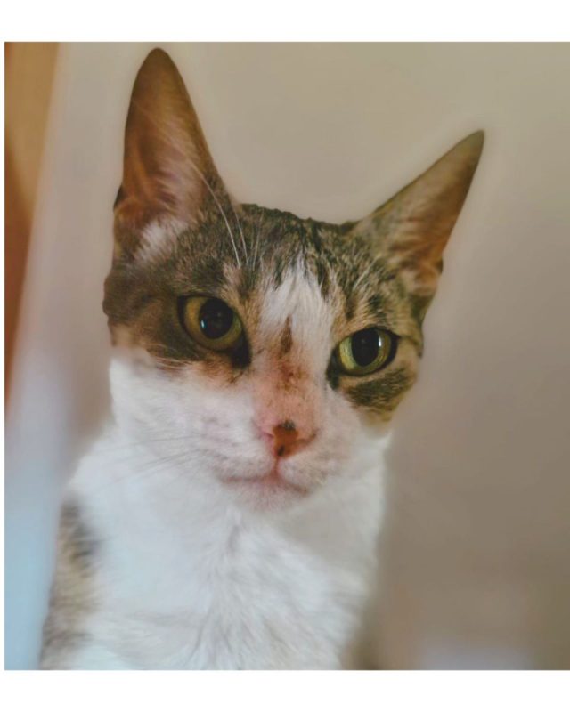 Okasan - Chat Européen à adopter