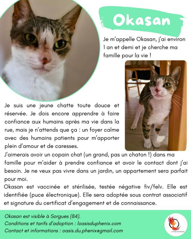 Okasan - Chat Européen à adopter - photo 5