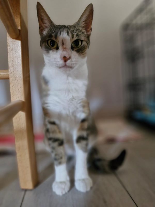 Okasan - Chat Européen à adopter - photo 4