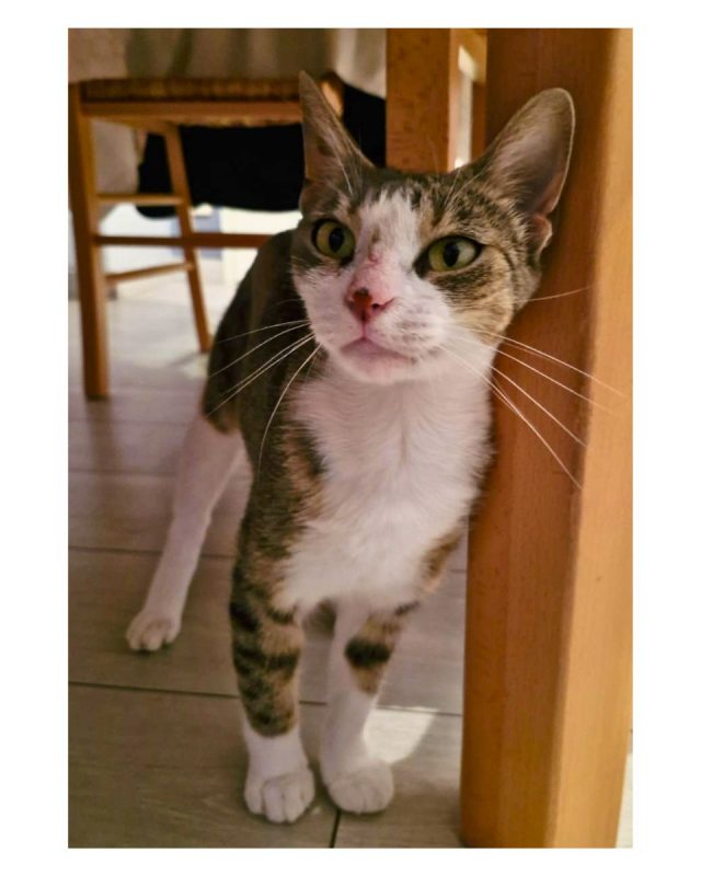 Okasan - Chat Européen à adopter - photo 2