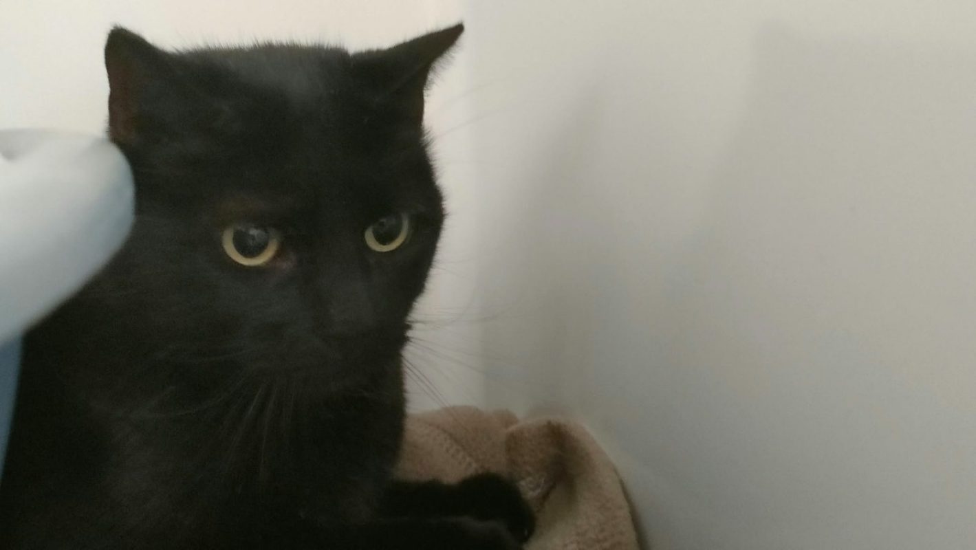 Pistache - Chat Européen à adopter