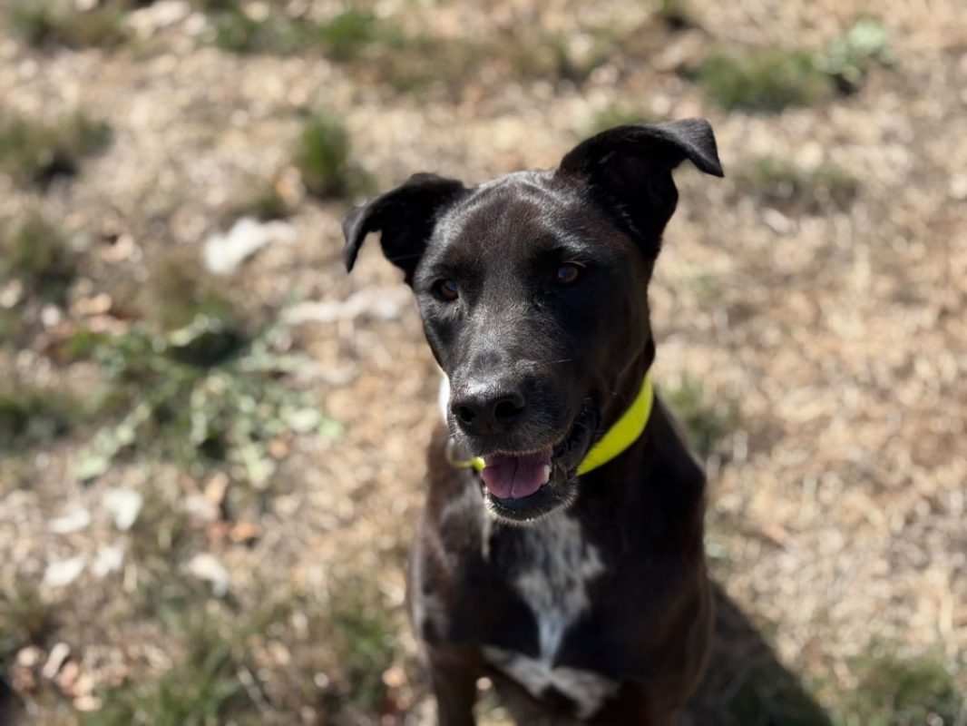 Xima - Chien à adopter