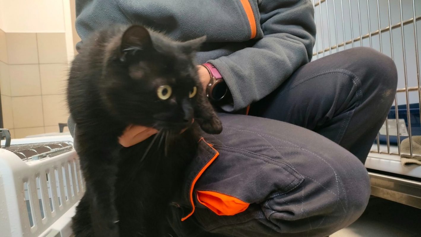 Panthere - Chat Européen à adopter