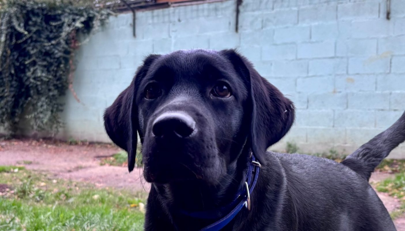Kratos - Chien à adopter