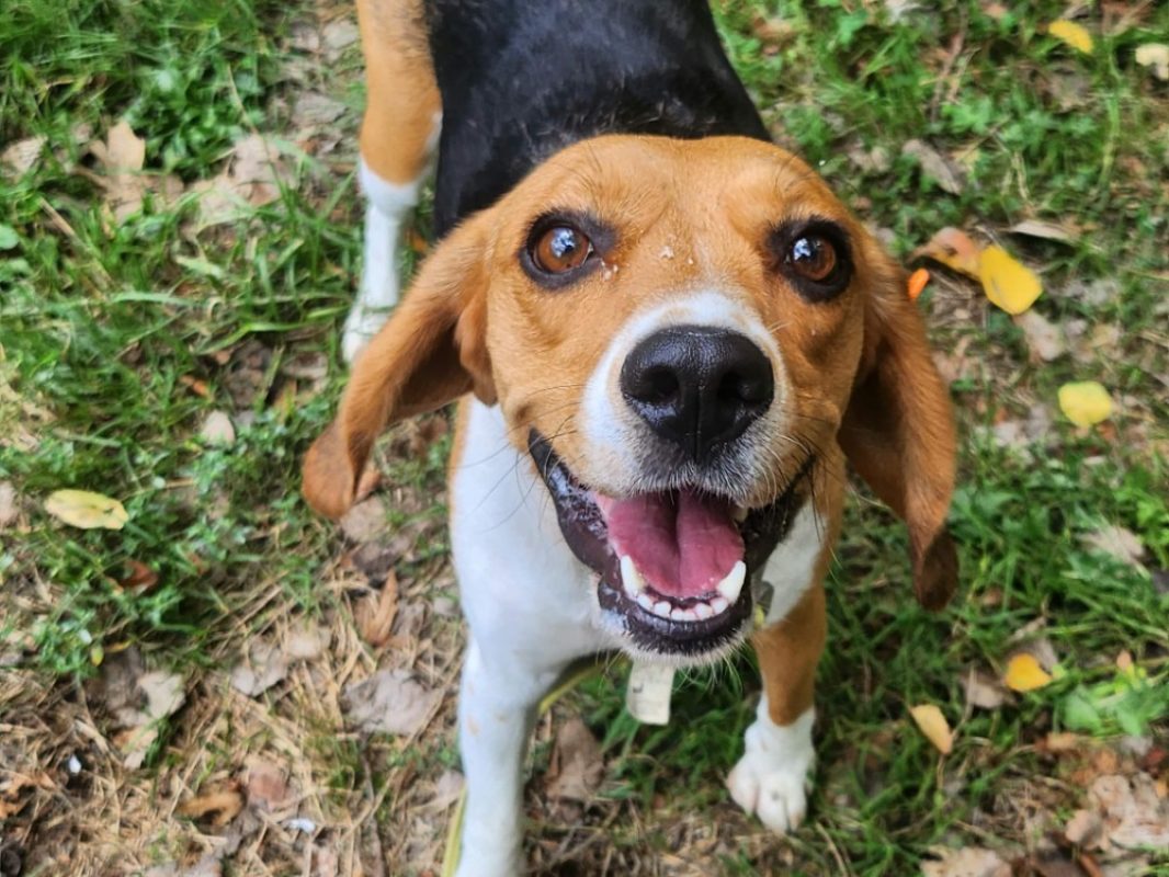 Vaia - Chien Beagle à adopter