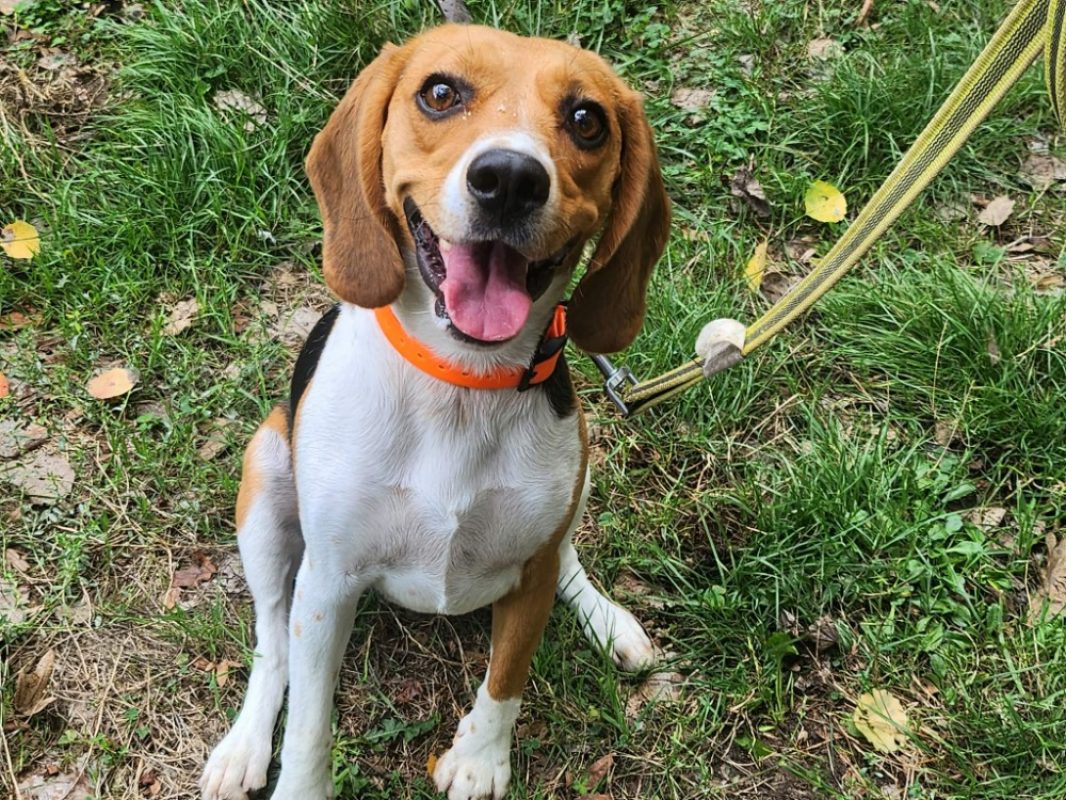 Vaia - Chien Beagle à adopter - photo 2