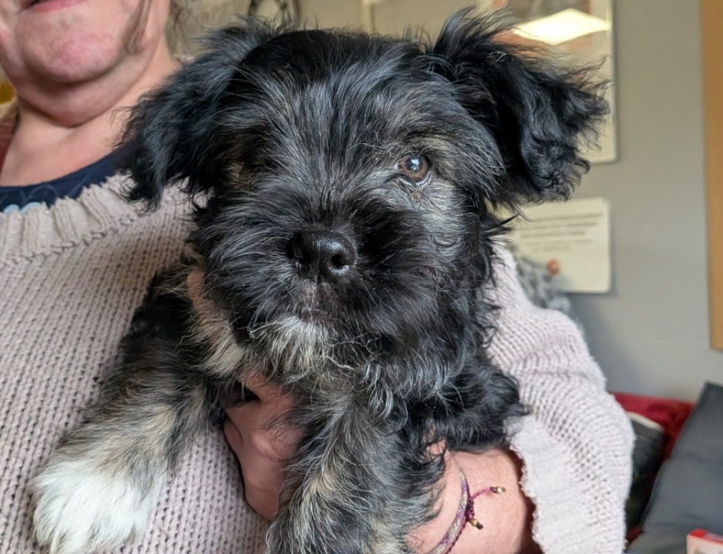 Youhou - Chien à adopter