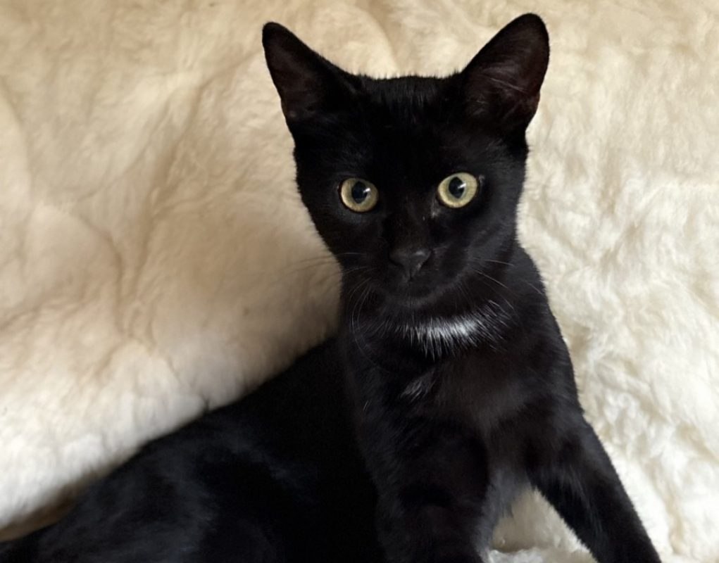 Bagheera - Chat Européen à adopter