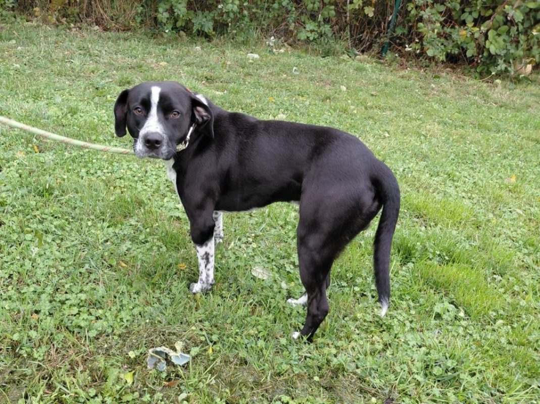 Harley - Chien à adopter
