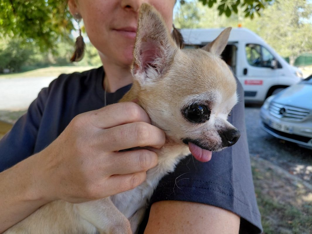 Luidgi - Chien Chihuahua à adopter