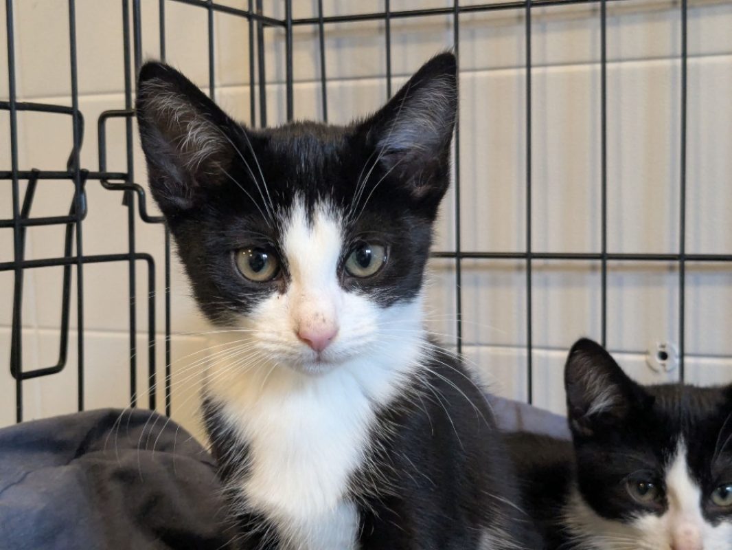 Mireille - Chat Européen à adopter