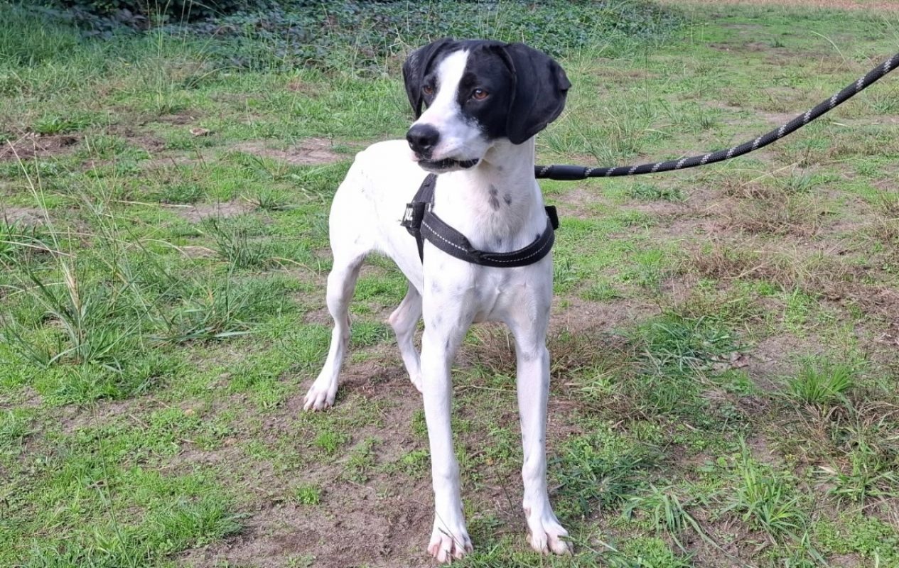 Tulipe - Chien Pointer Anglais à adopter