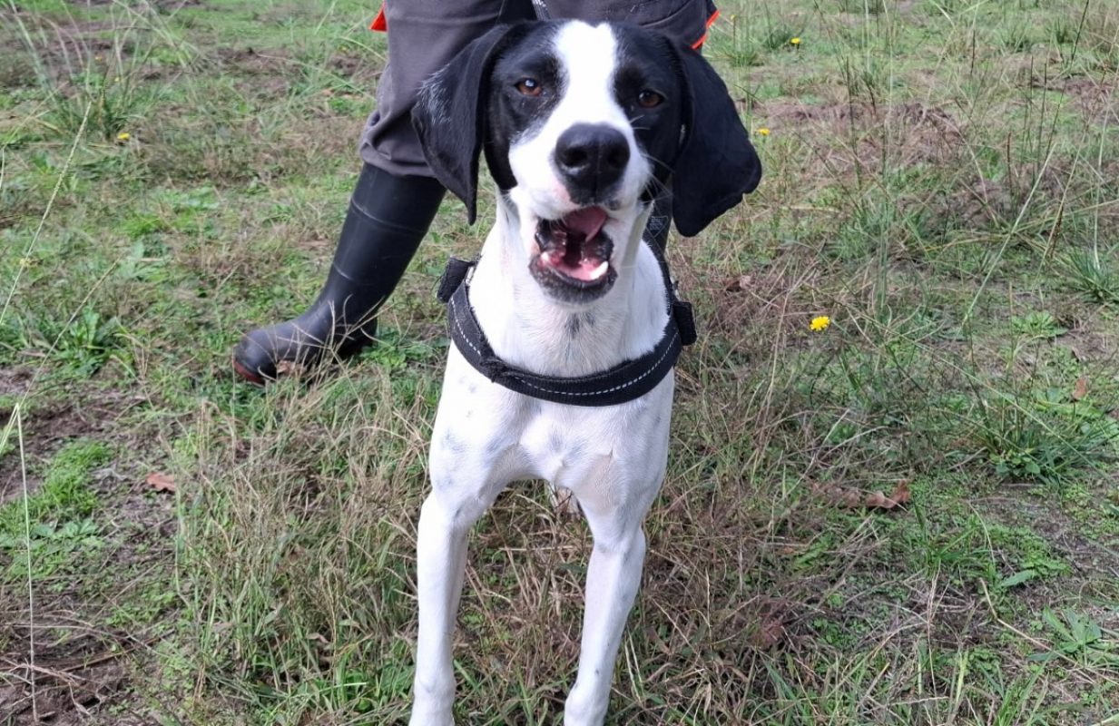 Tulipe - Chien Pointer Anglais à adopter - photo 2