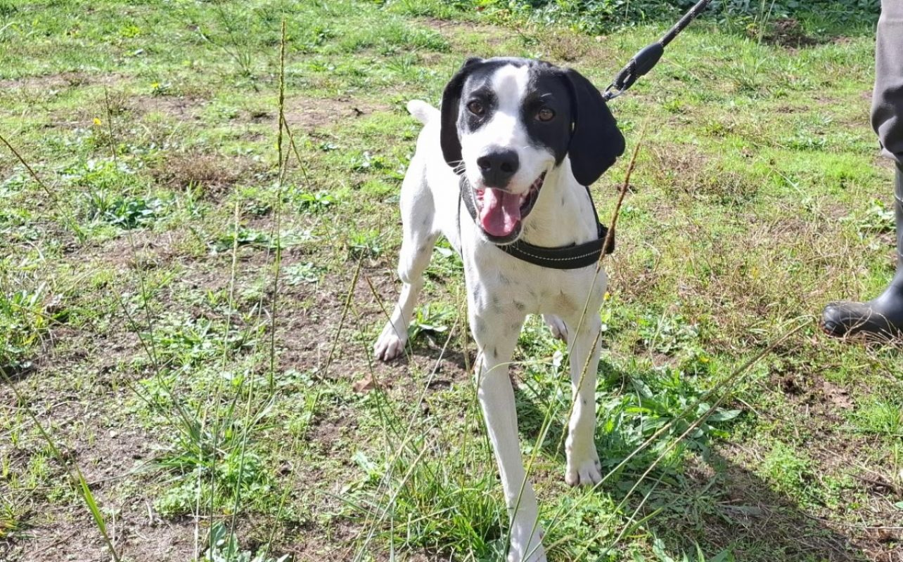 Tulipe - Chien Pointer Anglais à adopter - photo 3