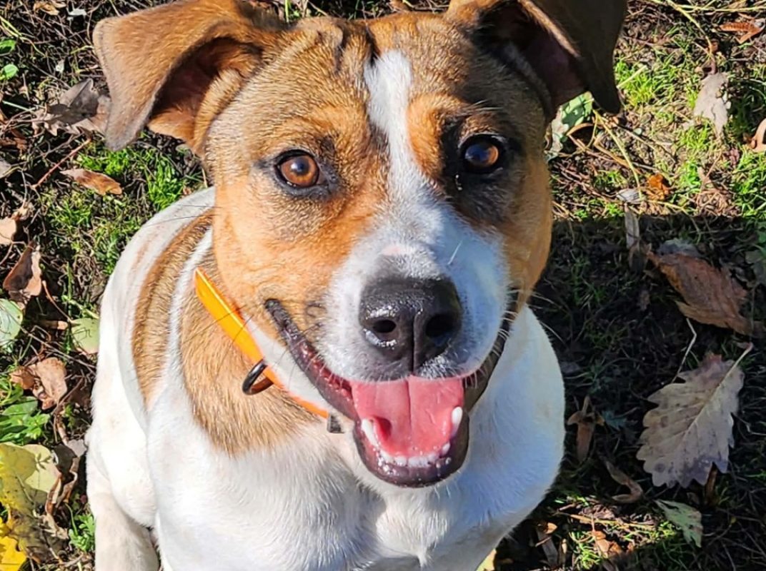 Brique - Chien à adopter