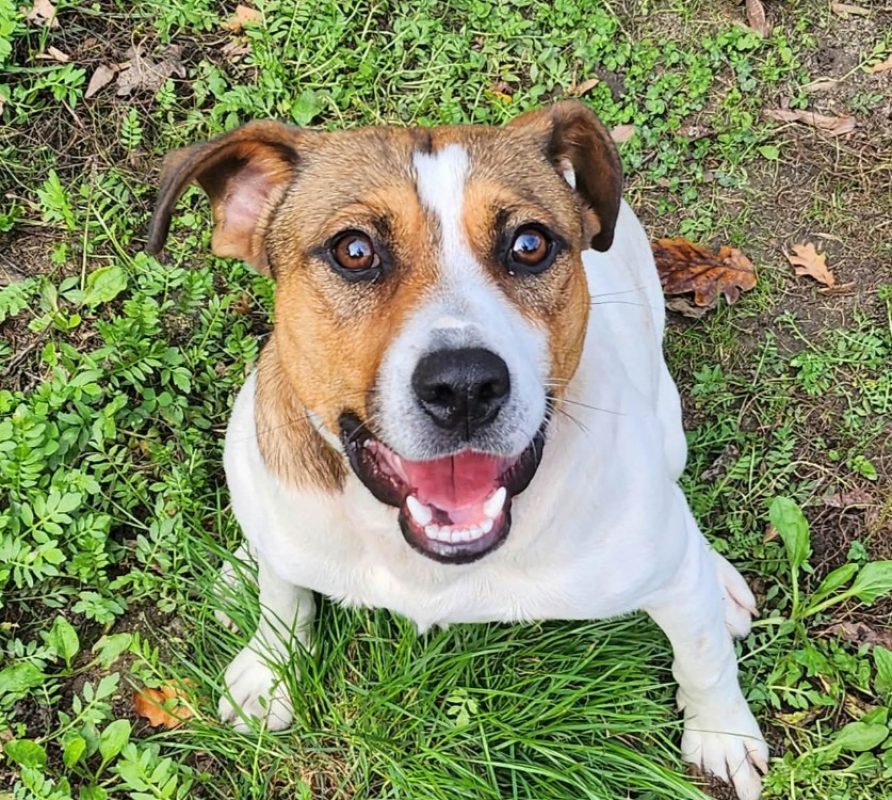 Brique - Chien à adopter - photo 3