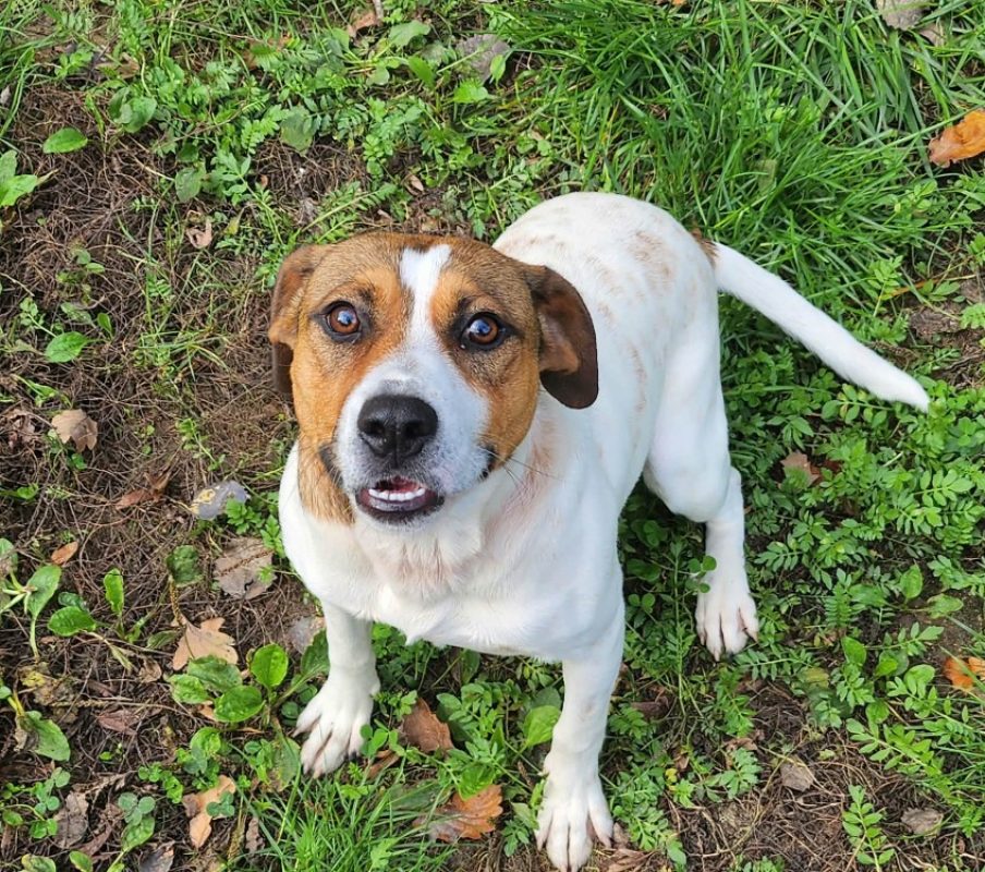 Brique - Chien à adopter - photo 4