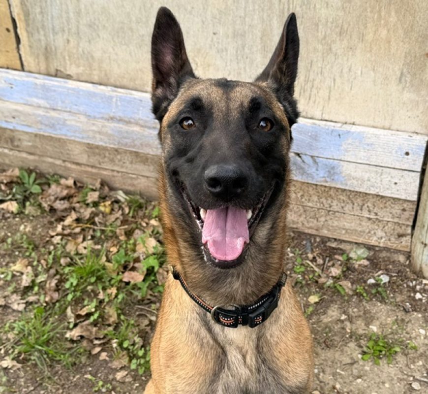 Volkov - Chien Berger Belge Malinois à adopter
