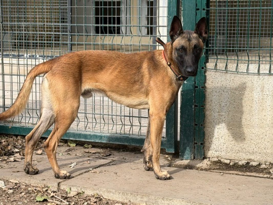 Volkov - Chien Berger Belge Malinois à adopter - photo 2