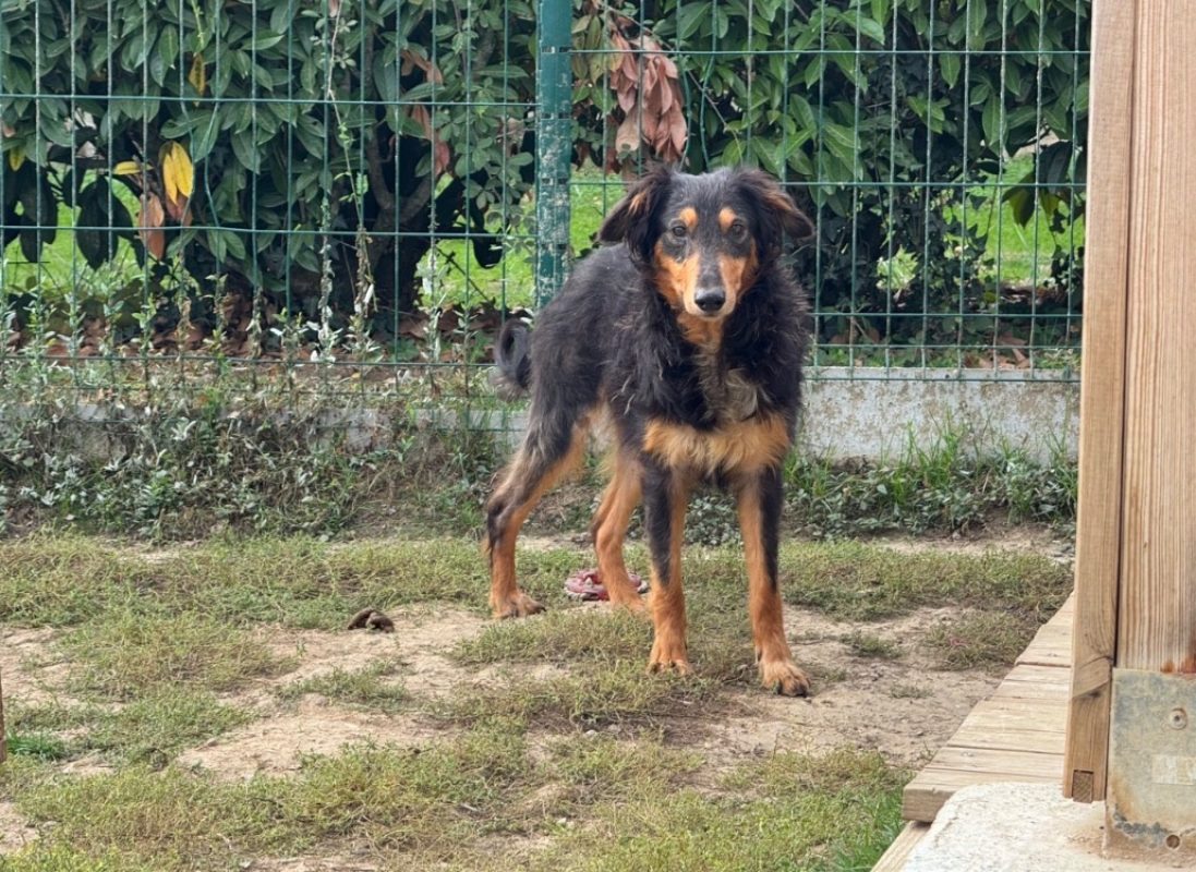 Arcturus - Chien à adopter