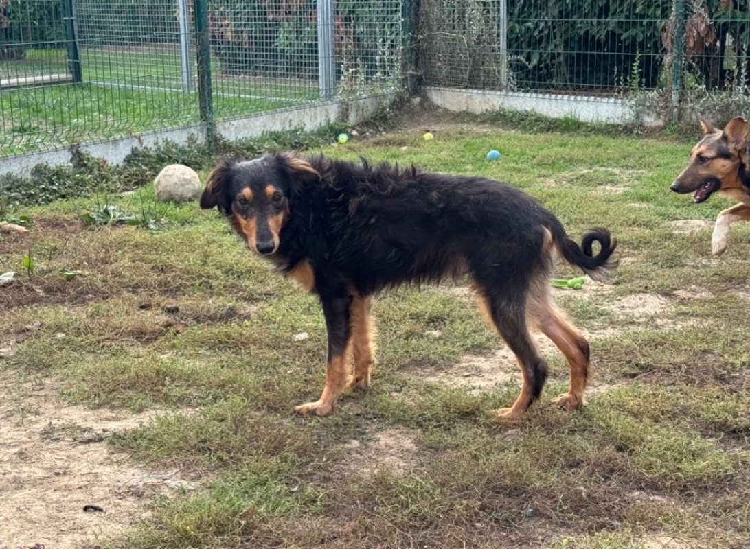 Arcturus - Chien à adopter - photo 2