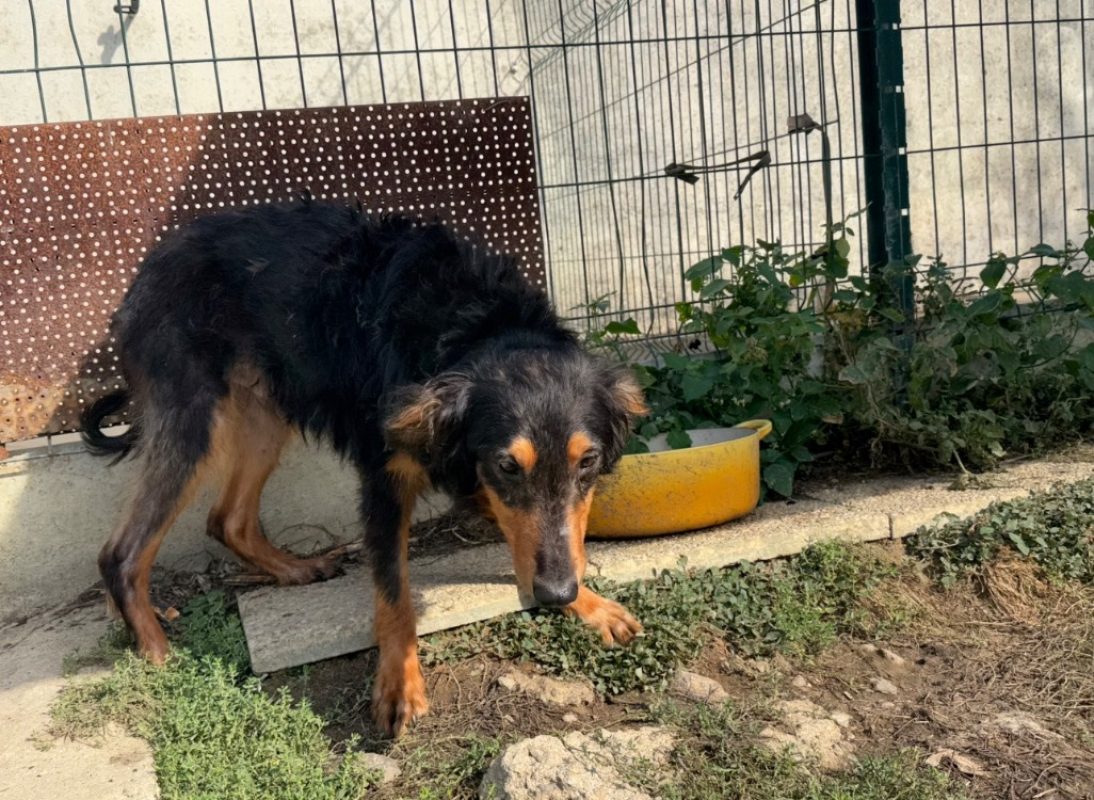Arcturus - Chien à adopter - photo 3
