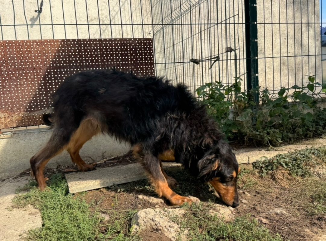Arcturus - Chien à adopter - photo 4