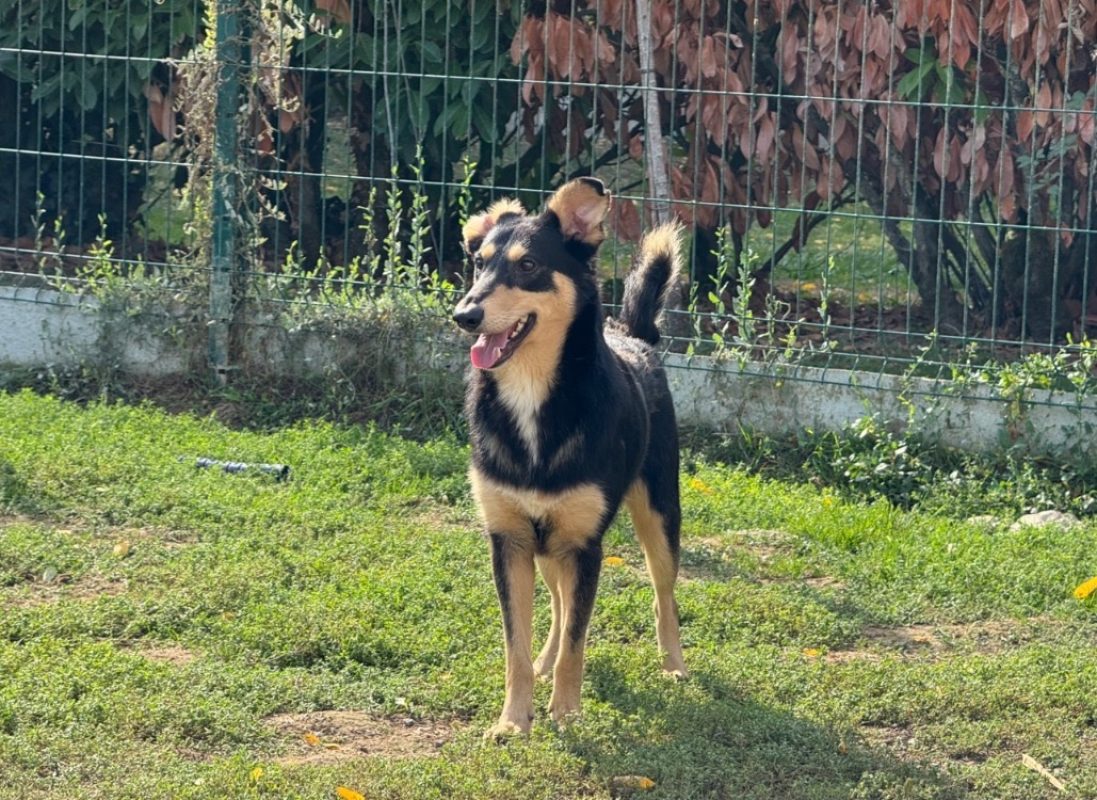 Regulus - Chien à adopter