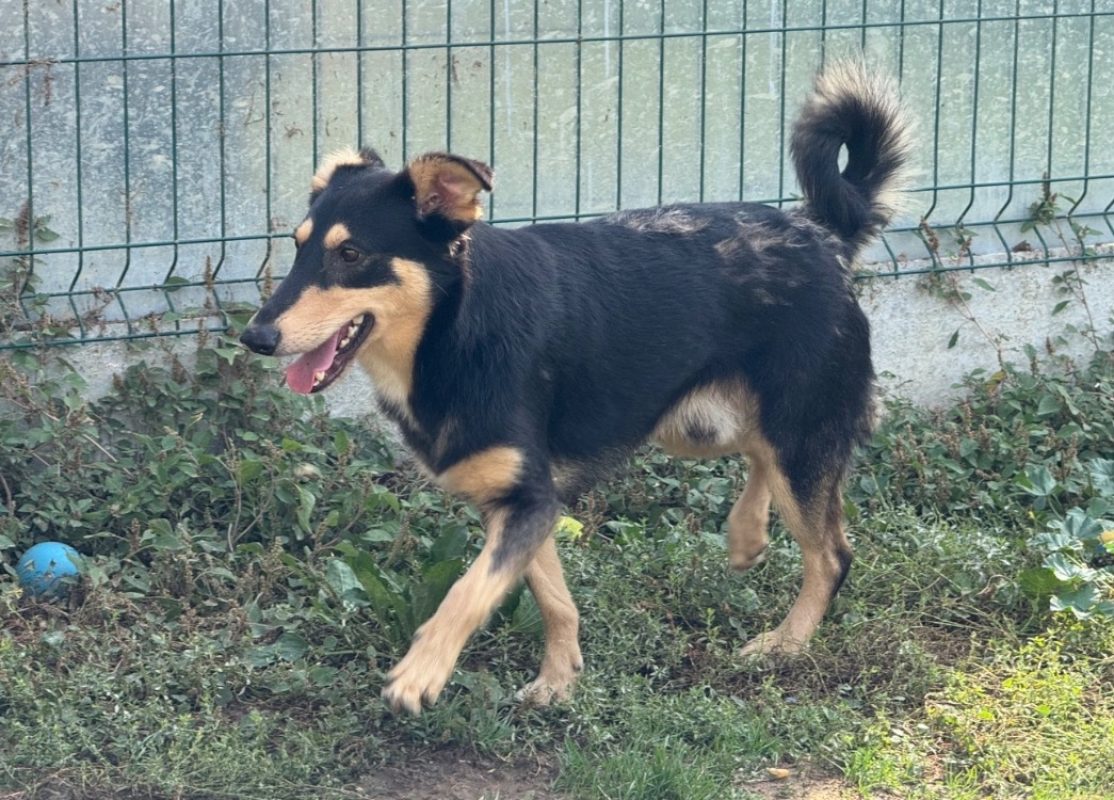 Regulus - Chien à adopter - photo 2