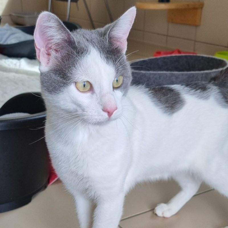 Charly - Chat Européen à adopter - photo 2