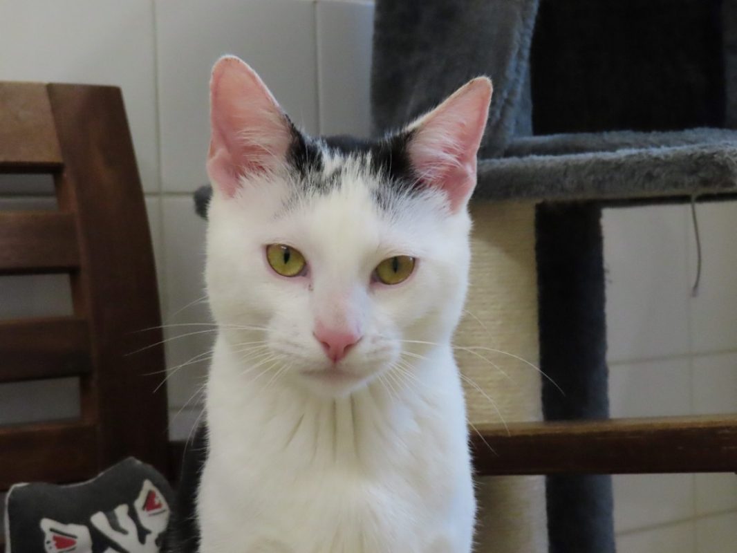 Superfly - Chat Européen à adopter
