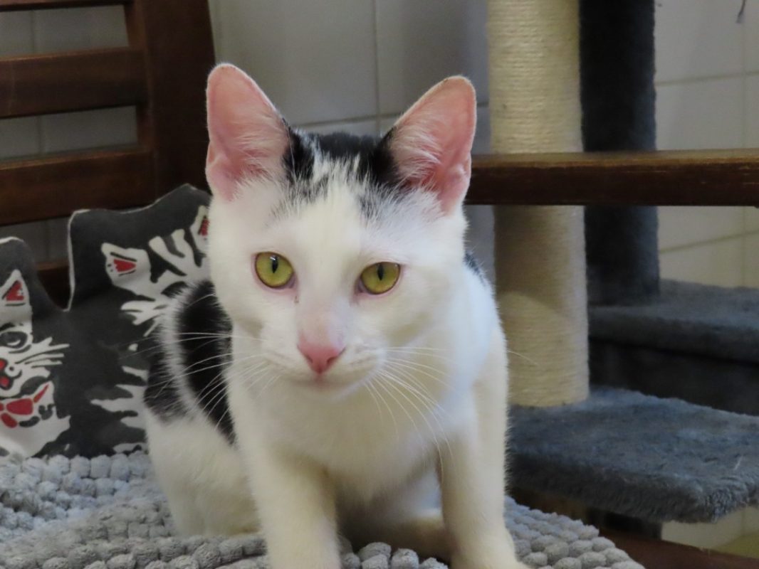 Superfly - Chat Européen à adopter - photo 2