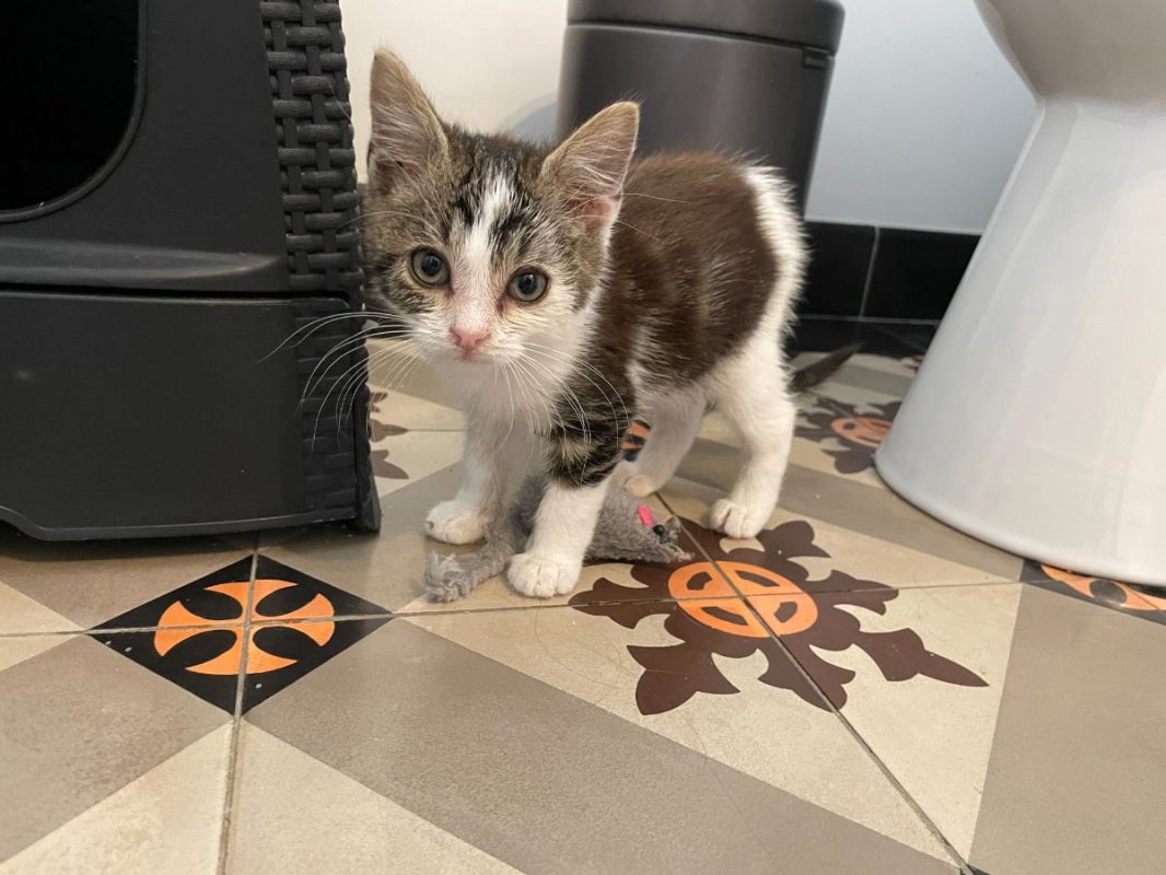 Teddy - Chat à adopter - photo 2