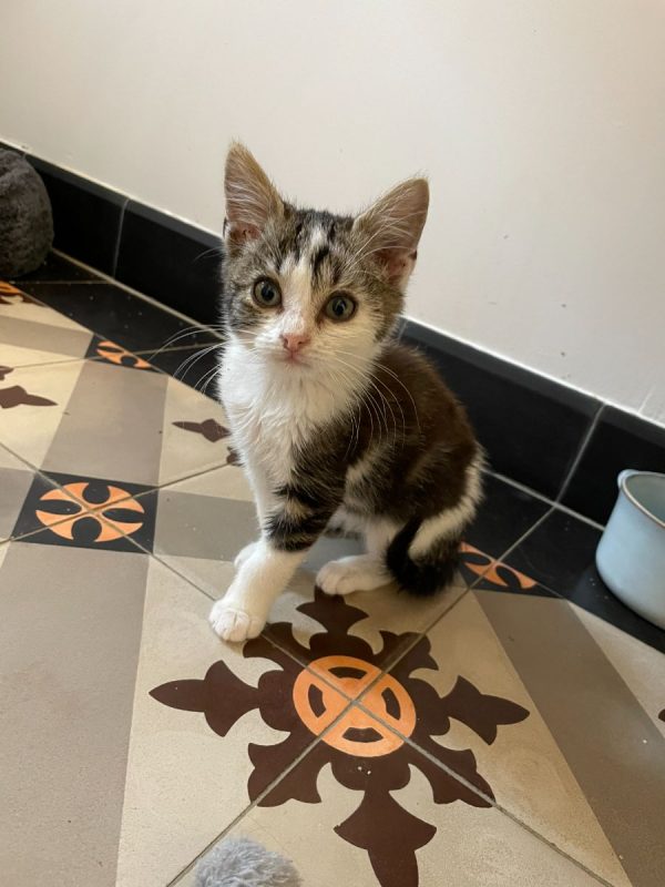 Teddy - Chat à adopter
