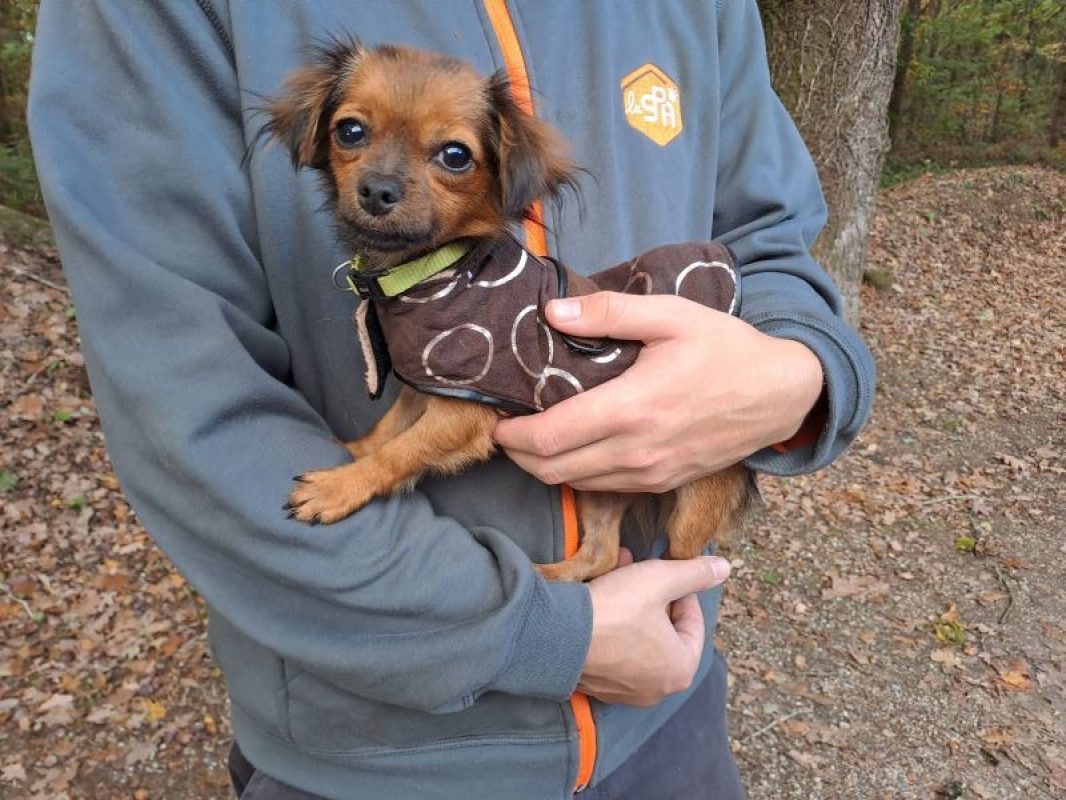 Miel réservé - Chien Epagneul Nain Continental à adopter