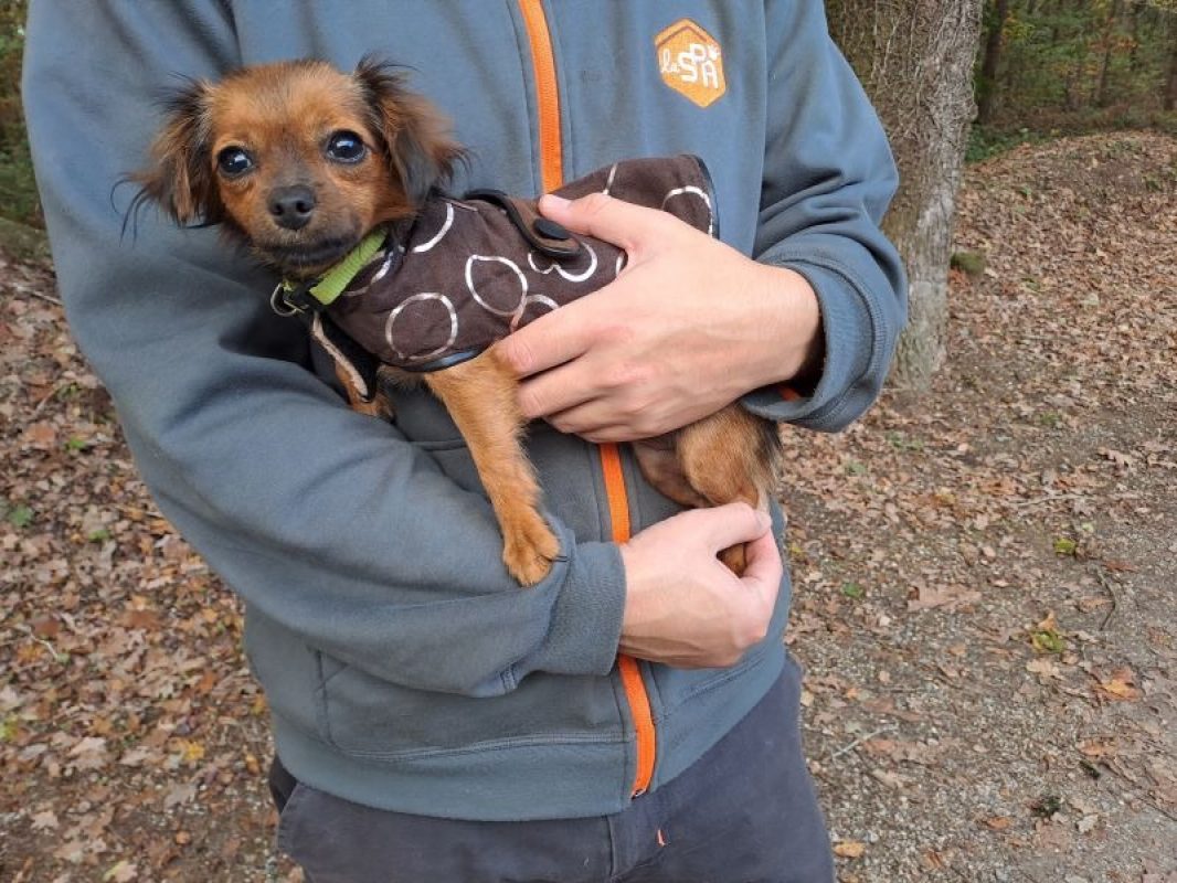 Miel réservé - Chien Epagneul Nain Continental à adopter - photo 2