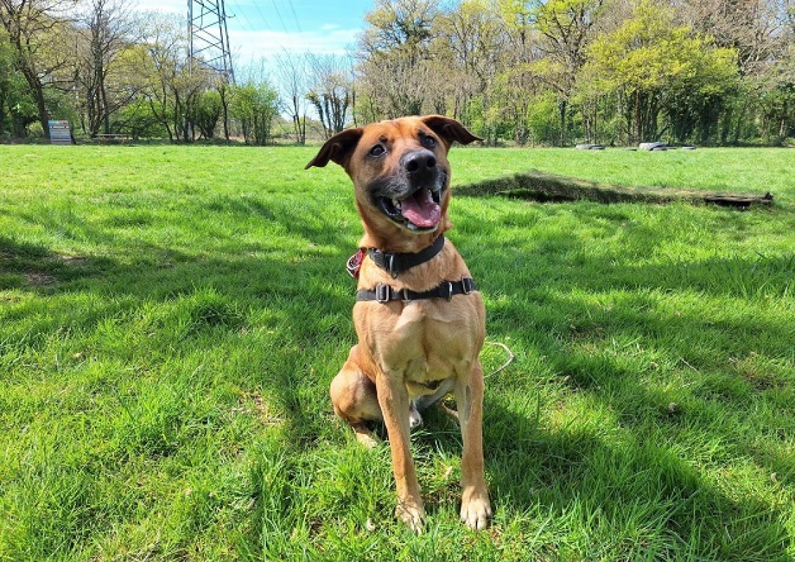Oslaf - Chien à adopter