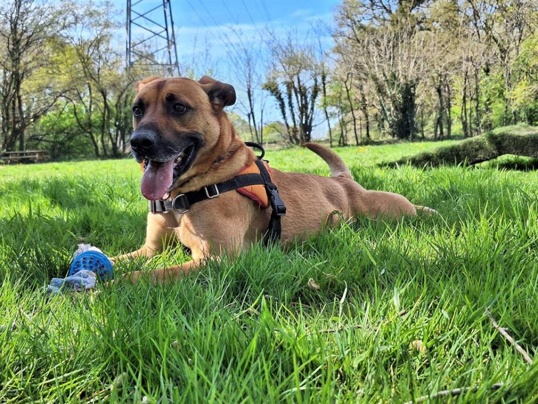 Oslaf - Chien à adopter - photo 3