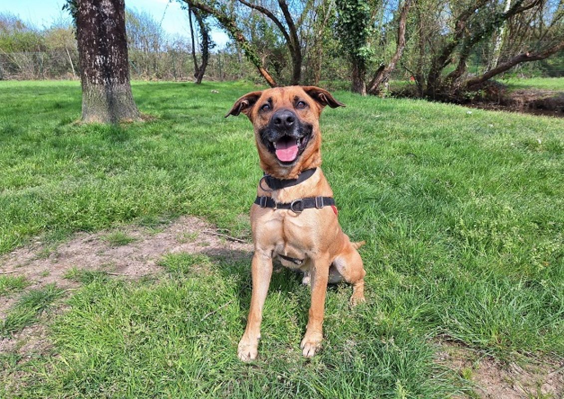 Oslaf - Chien à adopter - photo 5