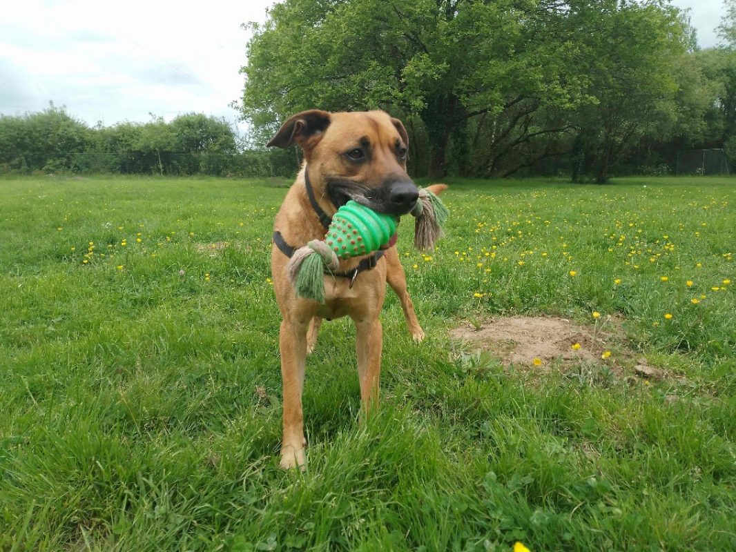Oslaf - Chien à adopter - photo 6